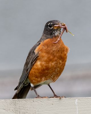 American Robin