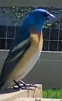 Lazuli Bunting