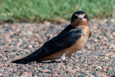 Barn Swallow