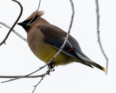Cedar Waxwing