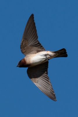 Northern Rough-winged Swallow