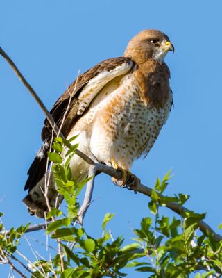 Cooper's hawk