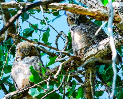 Great Horned Owl