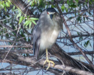Black Crowned Night Heron