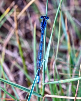 Damselfly