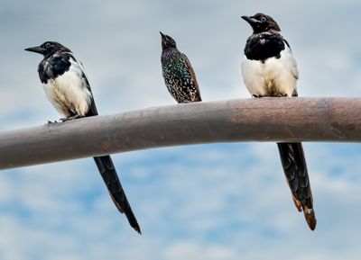 Black Billed Magpie