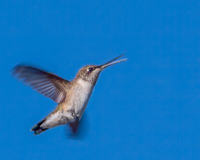 Black-chinned Hummingbird