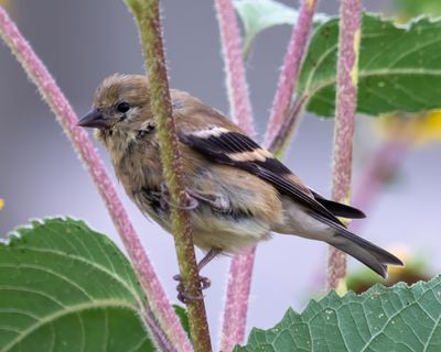 American Goldfinch