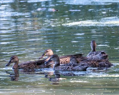 Blue Winged Teal