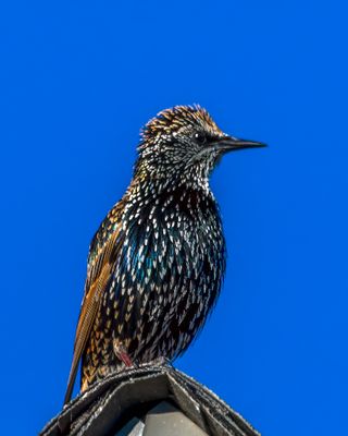 European Starlings