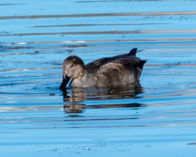 Gadwall