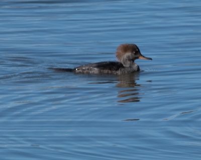 Hooded Merganser