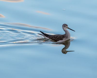 greater_yellow_legs