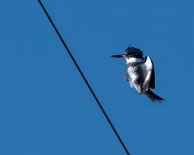 belted_kingfisher