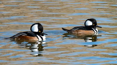 Hooded Merganser