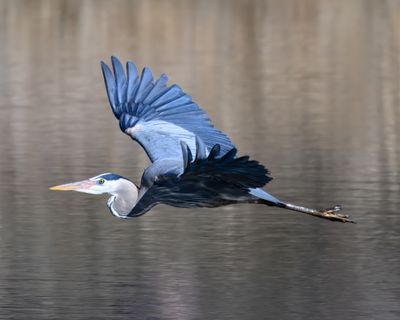 Hecla Birds