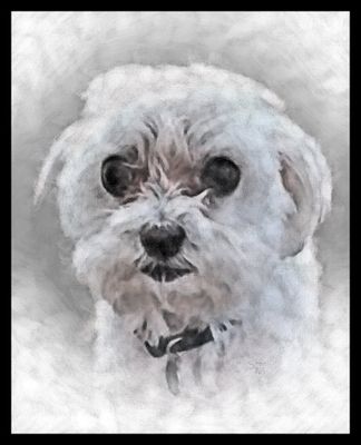Pet Portraits