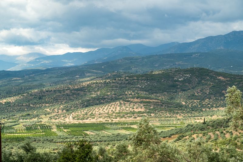 NAFPLION LANDSCAPE WITH OLIVE TREES 9384