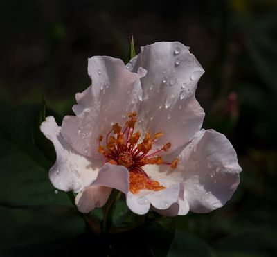 Dainty Bess Rose