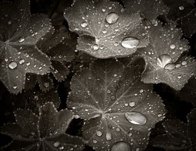 Diamonds on the Leaf