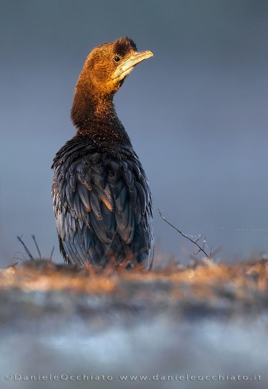 Marangone minore; Pygmy Cormorant; Microcarbo pygmeus