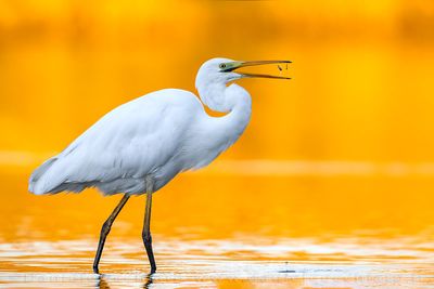 Great White Egret (Ardea alba)