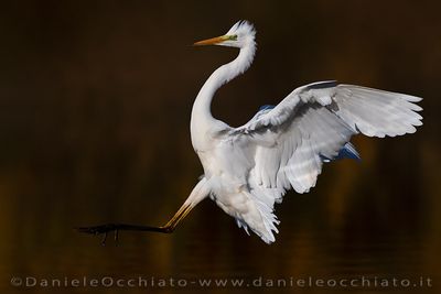 Great White Egret (Ardea alba)