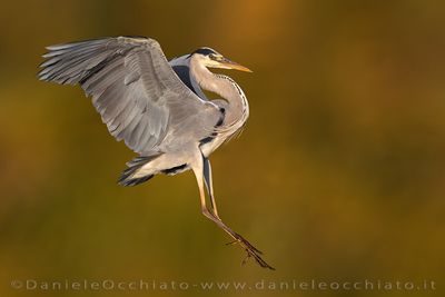 Grey Heron (Ardea cinerea)