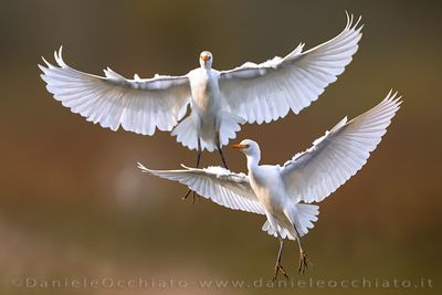 Cattle Egret (Bubulcus ibis)