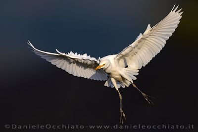 Cattle Egret (Bubulcus ibis)