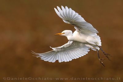 Cattle Egret (Bubulcus ibis)