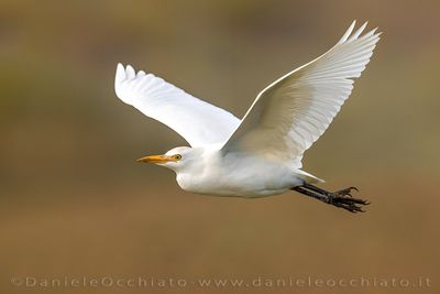 Cattle Egret (Bubulcus ibis)