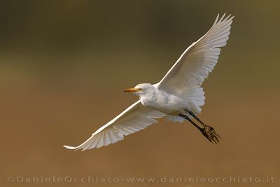 Cattle Egret (Bubulcus ibis)