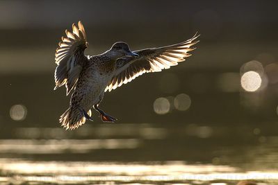 Eurasian Teal (Anas crecca)