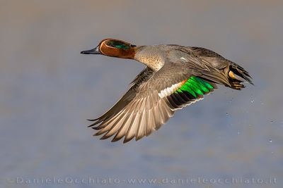 Eurasian Teal (Anas crecca)