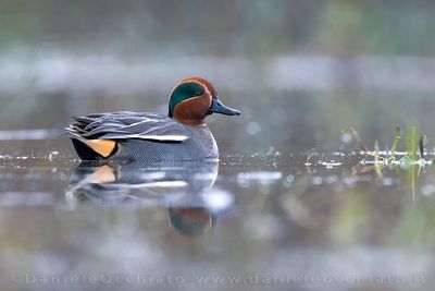 Eurasian Teal (Anas crecca)