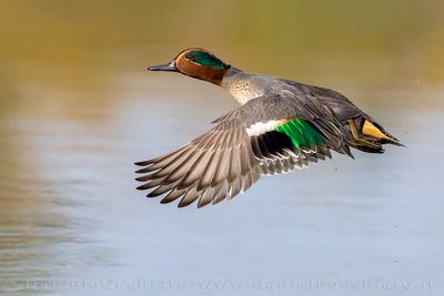 Eurasian Teal (Anas crecca)