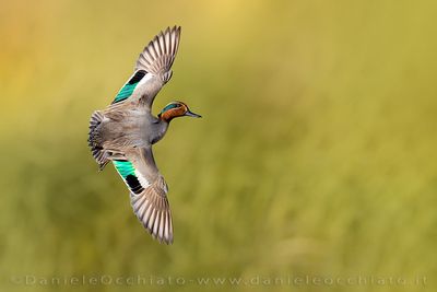 Eurasian Teal (Anas crecca)
