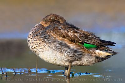 Eurasian Teal (Anas crecca)