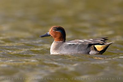 Eurasian Teal (Anas crecca)