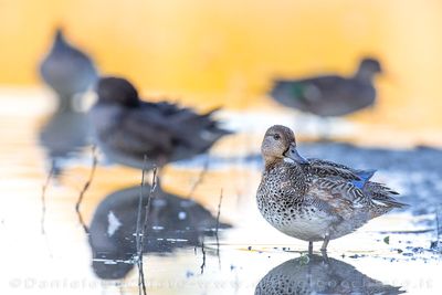 Eurasian Teal (Anas crecca)