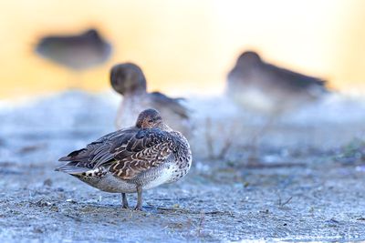 Eurasian Teal (Anas crecca)
