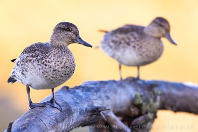Eurasian Teal (Anas crecca)