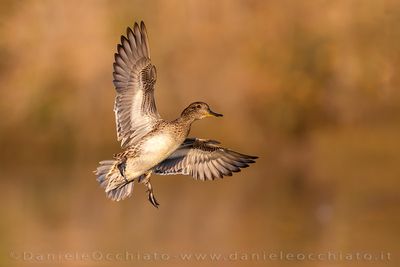 Eurasian Teal (Anas crecca)