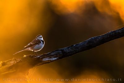 White Wagtail (Motacilla alba)