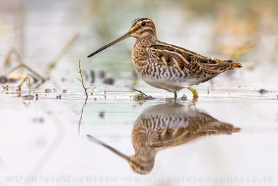 Common Snipe (Gallinago gallinago)