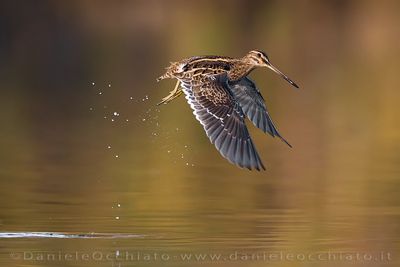 Common Snipe (Gallinago gallinago)