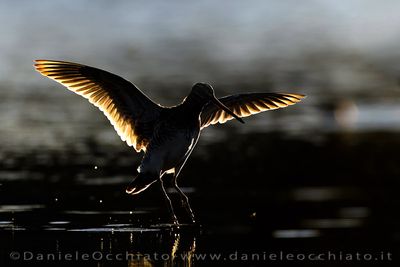 Common Snipe (Gallinago gallinago)
