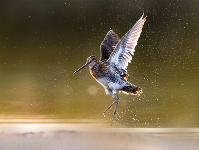 Common Snipe (Gallinago gallinago)