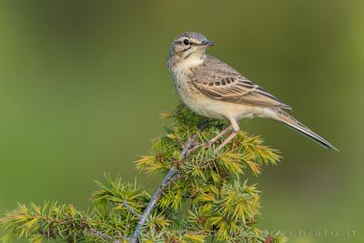 Tawny Pipit (Anthus campestris)